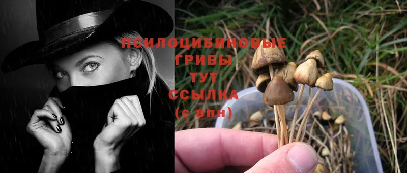 Псилоцибиновые грибы Cubensis  blacksprut зеркало  Ардатов 